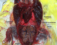 Developpement pathologique_0103.jpg